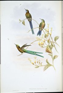 Boliviaanse Sylph door John (after) Gould