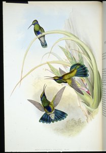 Boliviaanse viooroog (Petasophora Iolata) door John (after) Gould