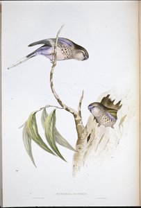 Bourke