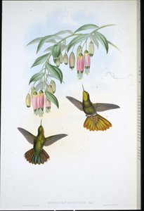 Messingstaart (Metallura Aeneicauda) door John (after) Gould