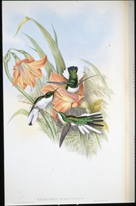 Braziliaanse Fee (Heliothrix Auriculatus) door John (after) Gould
