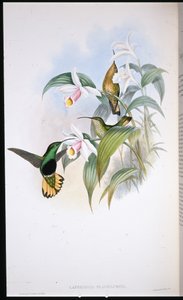 Gele Pluimstaart (Lafresnaya Flavicaudata)