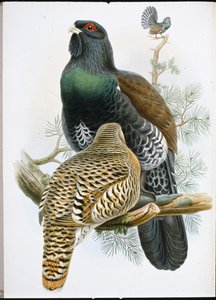 Auerhoen (Tetrao Urogallus) door John (after) Gould