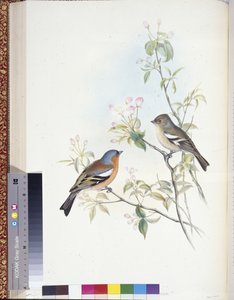 Vink (Fringilla Caelebs) door John (after) Gould