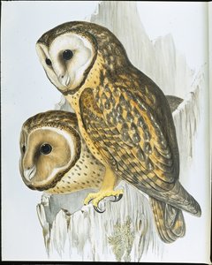 Kastanjebruine uil