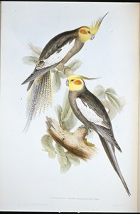 Kaketoe Parkiet door John (after) Gould