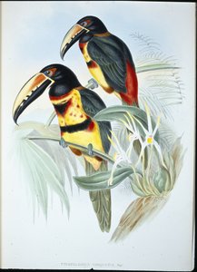 Kraagaracari door John (after) Gould