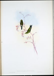 Colombiaanse Smaragd (Chlorostilbon Angustipennis)