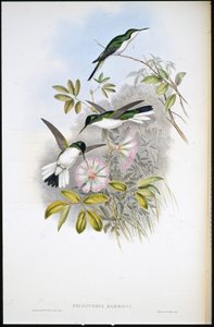 Colombiaanse Fee (Heliothrix Barroti) door John (after) Gould