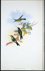 Columbiaanse Panoplites / Columbiaanse Houtnimf (Thalurania Colombica) door John (after) Gould