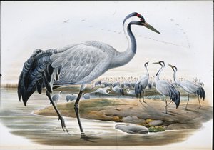 Kraanvogel (Grus Cinerea) door John (after) Gould