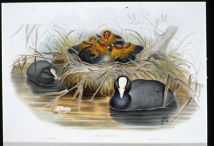 Meerkoet (Fulica Atra) door John (after) Gould