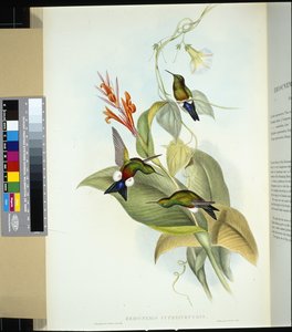 Koperbuik Puff Leg door John (after) Gould