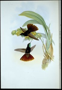 Koperen Staart (Metallura Cupreicauda) door John (after) Gould
