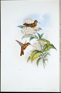 Koraalsnavelamazilia (Amazilia Corallirostris) door John (after) Gould