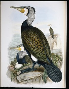 Aalscholver door John (after) Gould
