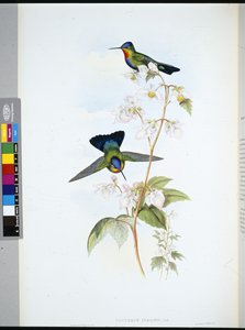 Costa Ricaanse Kolibrie (Panterpeinsignis) door John (after) Gould