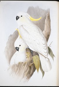 Kaketoe (Cacatua Galerita)