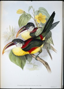 Krulkuif Aracari door John (after) Gould