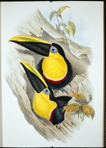 Twijfelachtige toekan door John (after) Gould
