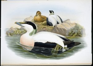 Eidereend (Somateria Mollissima) door John (after) Gould