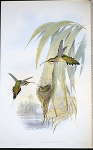 Eurynome Heremiet door John (after) Gould