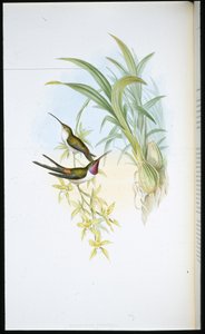 Avondkolibrie (Rhodopis Vespera)