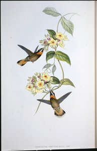 Fawnstaart Barbed-throat Kolibrie (Threnetes Cervinicauda) door John (after) Gould