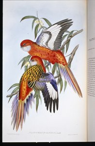 Vurige Parkiet door John (after) Gould