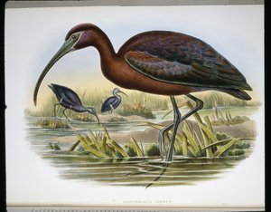 Glanzende Ibis door John (after) Gould