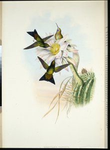 Gloeiende Pluim-been (Eriocnemis Vestitus)