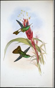 Goudstaart-pluimdrager (Hypuroptila Urochrysia)