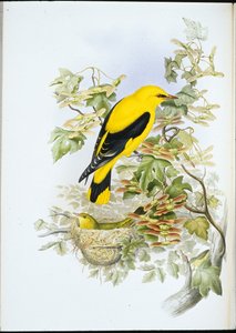 Wielewaal (Oriolus Galbula) door John (after) Gould