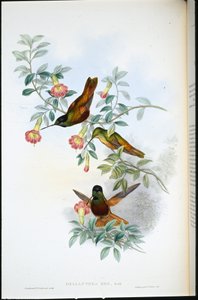Gouden Ster-voorhoofd (Helianthea Eos) door John (after) Gould