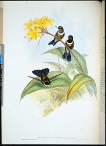 Gorgeted Zon Engel door John (after) Gould