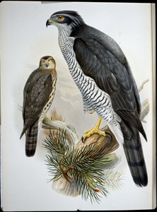 Havik door John (after) Gould