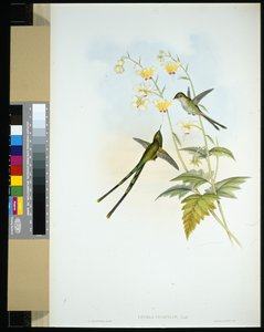 Gracieus Trein-drager (lesbia gracilis)