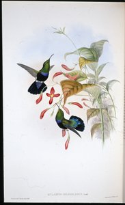 Grasgroenborst Carib door John (after) Gould