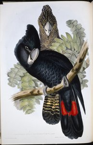 Grootgesnavelde Zwarte Kaketoe door John (after) Gould