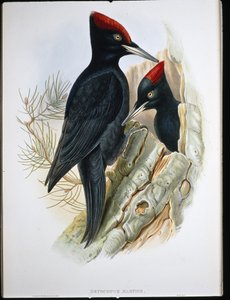Zwarte specht (Dryocopus Martius) door John (after) Gould