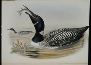 Grote noordse duiker (Colymbus Glacialis) door John (after) Gould