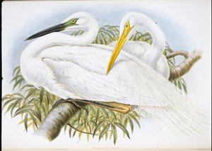 Grote zilverreiger (Herodias Alba) door John (after) Gould