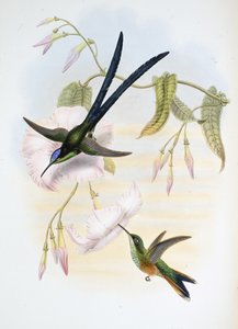 Grote Vorkstaart Kolibrie door John (after) Gould