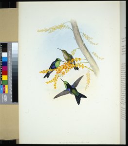 Groenkroonned Panoplites (thalurania verticeps) door John (after) Gould