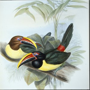 Groene Aracari (Pteroglossus Viridis) door John (after) Gould