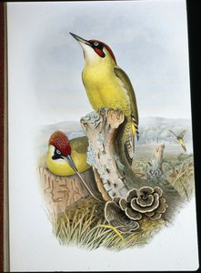 Groene specht (Gecinus Viridis) door John (after) Gould