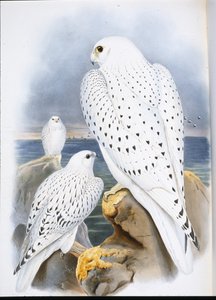Groenlandse valk
