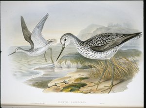 Groenpootruiter door John (after) Gould