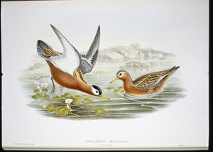 Grauwe franjepoot door John (after) Gould