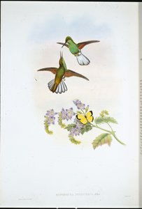 Grijze Streepstaart door John (after) Gould